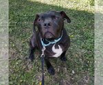Small #12 American Pit Bull Terrier
