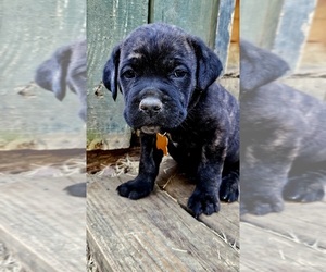 Cane Corso Puppy for sale in BIRMINGHAM, AL, USA