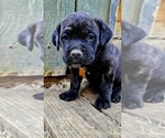 Small Cane Corso