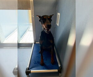Doberman Pinscher Dogs for adoption in Downey, CA, USA