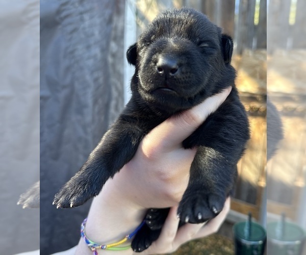 Medium Photo #36 German Shepherd Dog Puppy For Sale in LAKE ELSINORE, CA, USA