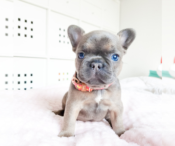Medium Photo #14 French Bulldog Puppy For Sale in MARYSVILLE, WA, USA