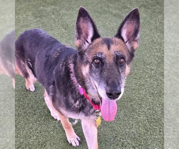 Medium Photo #1 German Shepherd Dog-Unknown Mix Puppy For Sale in Las Vegas, NV, USA