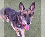 *LIA - Female German Shepherd Dog-Unknown Mix Dog for Adoption - Small photo