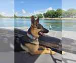 Small #7 German Shepherd Dog