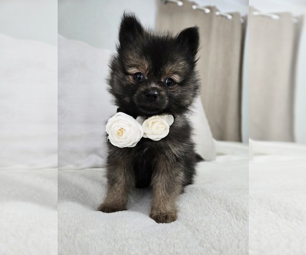 Medium Photo #13 Pomeranian Puppy For Sale in BRONSON, MI, USA