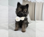 Small Photo #13 Pomeranian Puppy For Sale in BRONSON, MI, USA