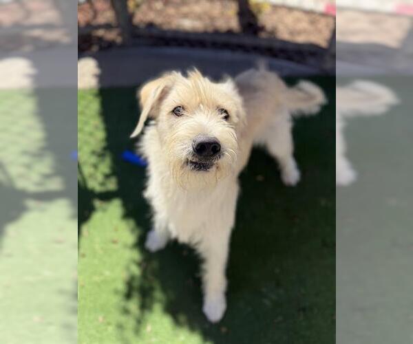 Medium Photo #1 Mutt Puppy For Sale in Chula Vista, CA, USA