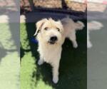 FRIDAY - Male Mutt Dog for Adoption - Small photo