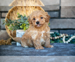 Image preview for Ad Listing. Nickname: Litter of 4