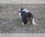 Small #7 Basset Hound