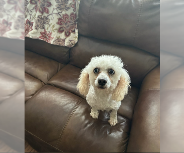 Medium Photo #2 Poodle (Miniature)-Unknown Mix Puppy For Sale in Cranston, RI, USA