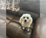 Small #1 Poodle (Miniature) Mix