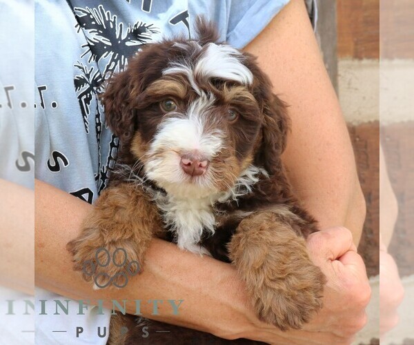 Medium Photo #4 Bernedoodle (Miniature) Puppy For Sale in NARVON, PA, USA