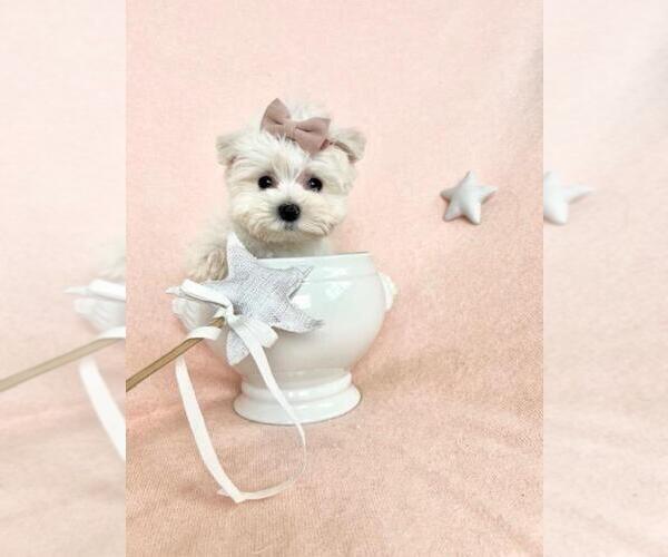 Medium Photo #14 Maltese Puppy For Sale in TAMPA, FL, USA