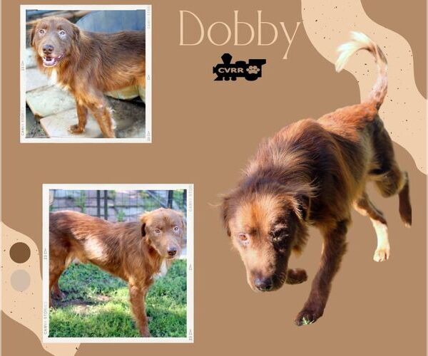 Medium Photo #1 Australian Shepherd-Unknown Mix Puppy For Sale in Lindsay, CA, USA