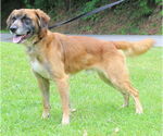 Small #1 Mutt
