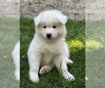 Small Photo #5 Samoyed Puppy For Sale in SACRAMENTO, CA, USA
