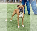 Small #1 Boxer
