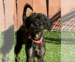 Mutt Dogs for adoption in San Diego , CA, USA