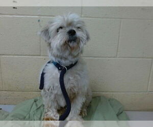 Shih Tzu Dogs for adoption in Downey, CA, USA