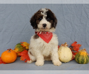 Goldendoodle (Miniature) Puppy for sale in MILLERSBURG, OH, USA