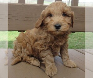 Goldendoodle (Miniature) Puppy for Sale in THORP, Wisconsin USA