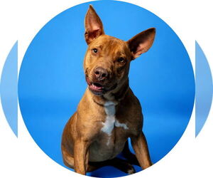 Pharaoh Hound Dogs for adoption in Rowlett, TX, USA