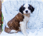 Puppy 3 Saint Bernard