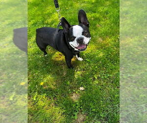 Faux Frenchbo Bulldog Dogs for adoption in Brights Grove, Ontario, Canada