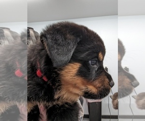 Rottweiler Puppy for Sale in BILLINGS, Montana USA