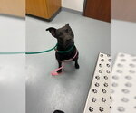 Small Mutt