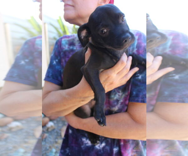 Medium Photo #2 Chihuahua Puppy For Sale in Imperial Beach, CA, USA