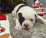Puppy Shania Twain American Bulldog