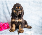 Puppy Koffee Cocker Spaniel