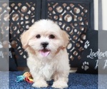 Small Photo #3 Zuchon Puppy For Sale in MOUNT VERNON, OH, USA