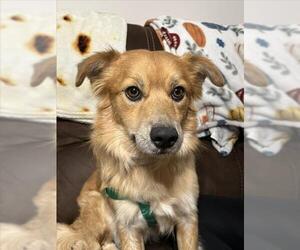 Mutt Dogs for adoption in Las Vegas, NV, USA