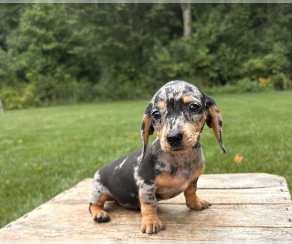 Medium Photo #5 Dachshund Puppy For Sale in MIDDLEBURY, IN, USA