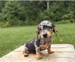 Small #4 Dachshund