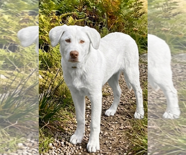 Medium Photo #2 Labrenees Puppy For Sale in Genesee, WI, USA