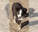 Small #10 Miniature Australian Shepherd
