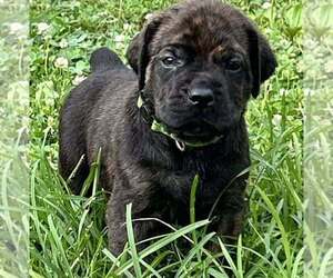 English Mastweiler Puppy for Sale in OSCEOLA, Missouri USA