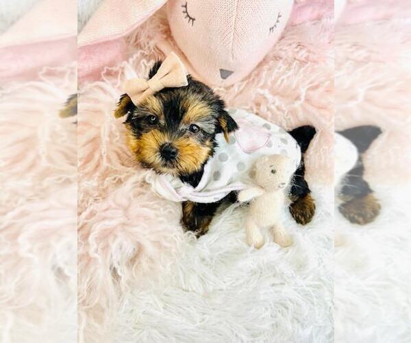 Medium Photo #17 Morkie Puppy For Sale in NEW YORK, NY, USA