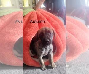 Medium German Shepherd Dog Mix
