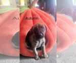 Small German Shepherd Dog Mix