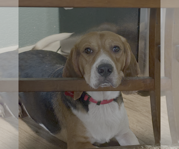 Medium Photo #1 Beagle Puppy For Sale in Tampa, FL, USA