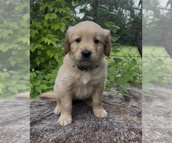 Medium Photo #9 Golden Retriever Puppy For Sale in SAN MARCOS, TX, USA