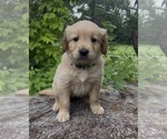 Puppy Eowyn Golden Retriever