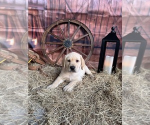 Labrador Retriever Puppy for sale in BROOKSVILLE, FL, USA
