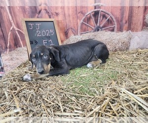 Catahoula Leopard Dog Puppy for sale in CUMBY, TX, USA